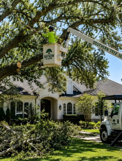 Oak Tree Trimming in Hastings, FL _ Southern Tree Solutions