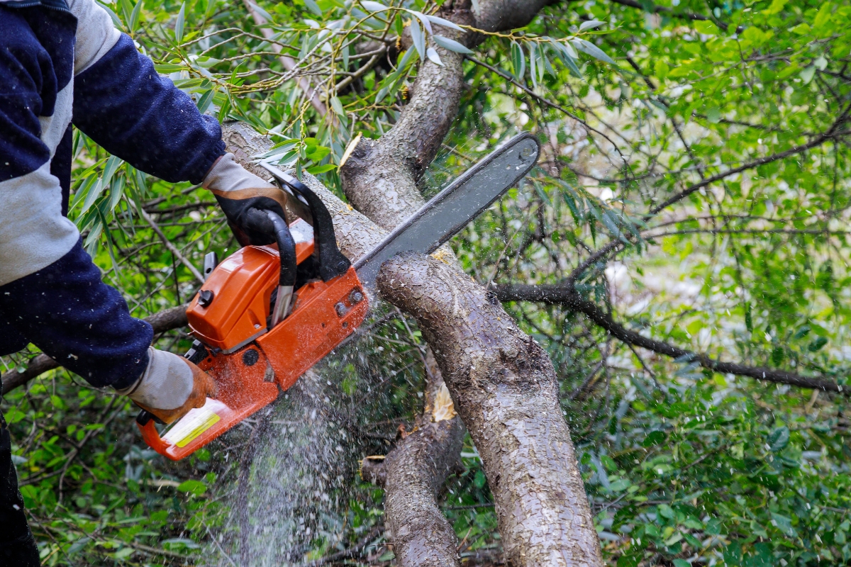 Expert Tree Trimming for Northeast Florida Homes _ Southern Tree Solutions