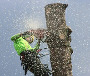 Professional Tree Care Services in Northeast Florida _ Southern Tree Solutions