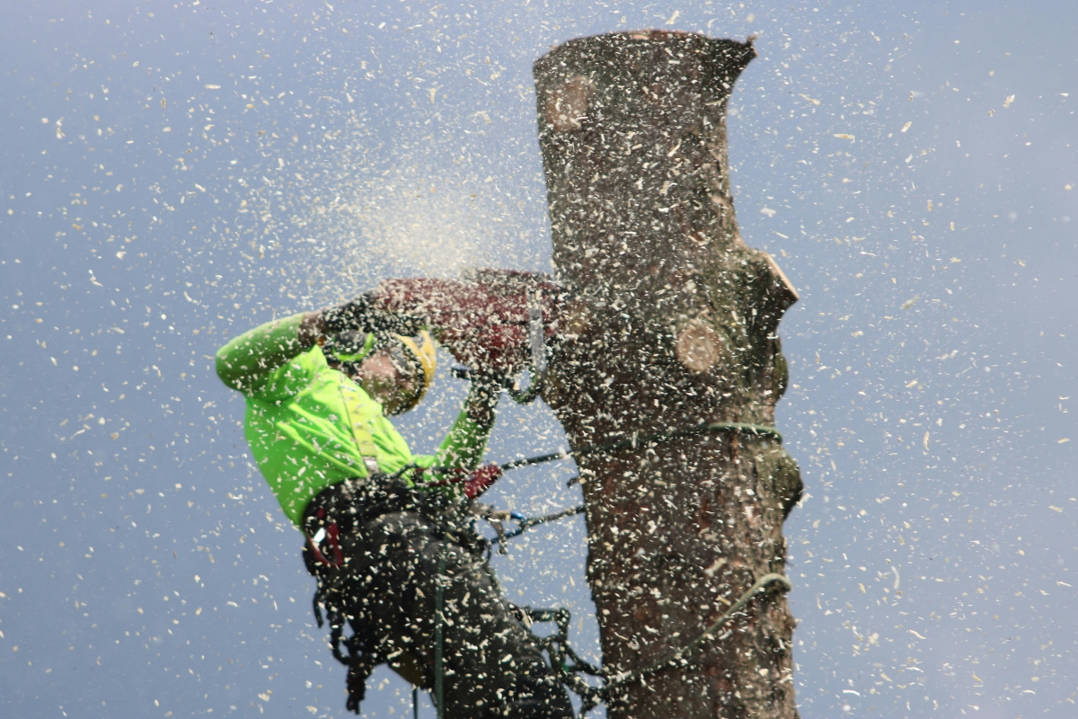 Professional Tree Care Services in Northeast Florida _ Southern Tree Solutions