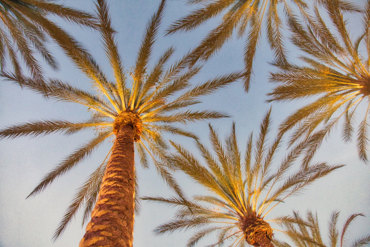 Professional Tree Removal Equipment in Northeast Florida _ Southern Tree Solutions