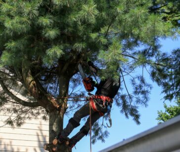 Professional Tree Service for Florida Properties _ Southern Tree Solutions