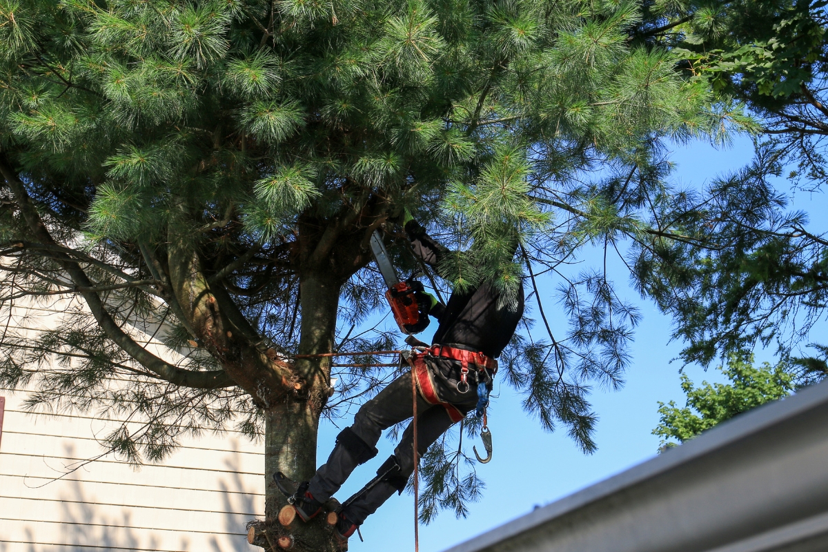 Professional Tree Service for Florida Properties _ Southern Tree Solutions