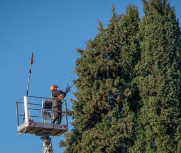 Safe Tree Removal Services in Northeast Florida _ Southern Tree Solutions