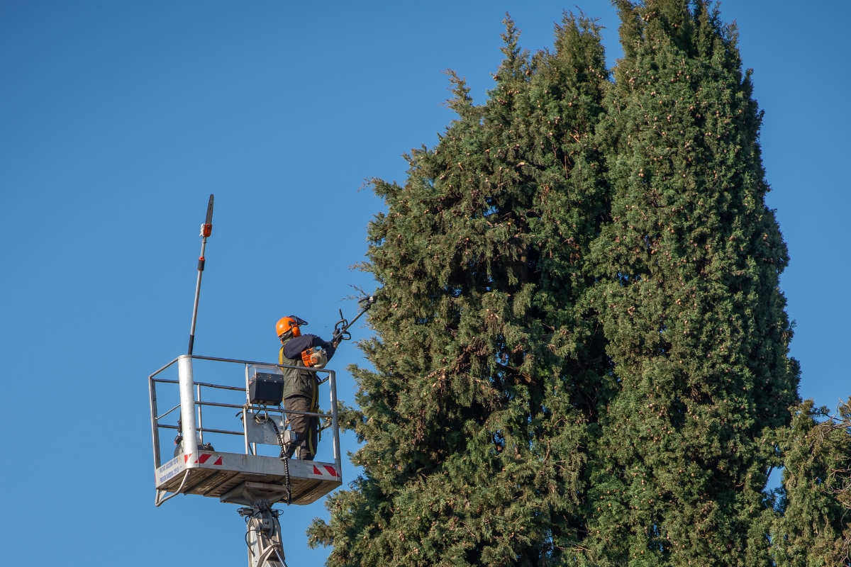 Safe Tree Removal Services in Northeast Florida _ Southern Tree Solutions