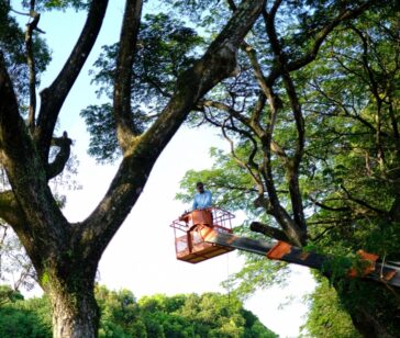 Tree Service Crew Working in Northeast Florida _ Southern Tree Solutions