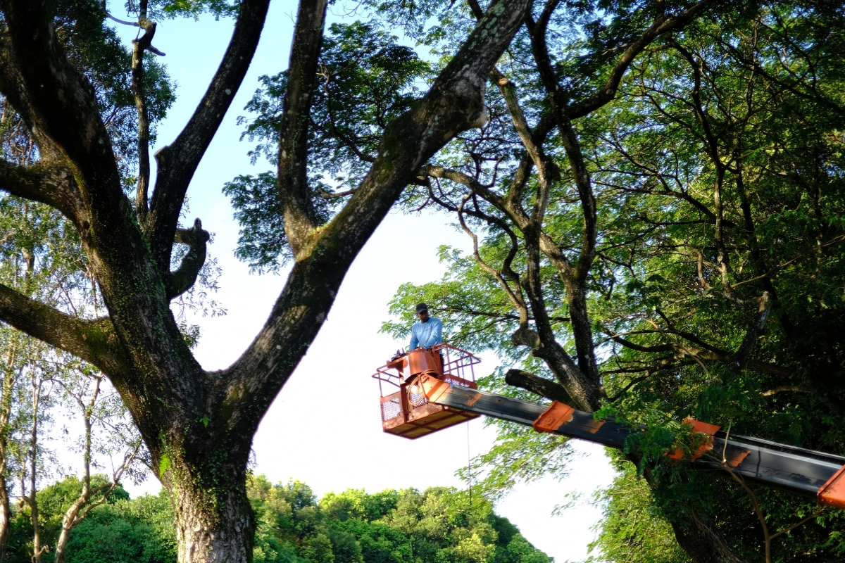 Tree Service Crew Working in Northeast Florida _ Southern Tree Solutions